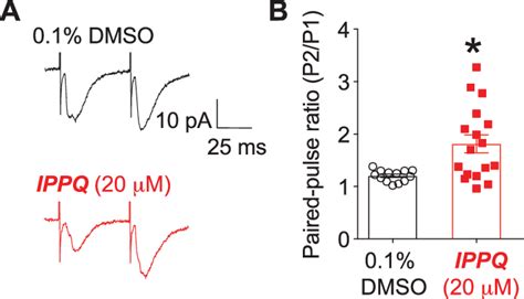 IPPQ Increases Paired Pulse Ratios A Representative Traces Of