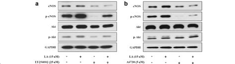 Effects Of La On Enos Phosphorylation Via The Pi3kakt Signaling Download Scientific Diagram