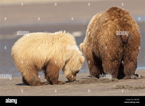 Stock Photo Of An Alaskan Brown Bear Sow And Cub Clamming On The Beach