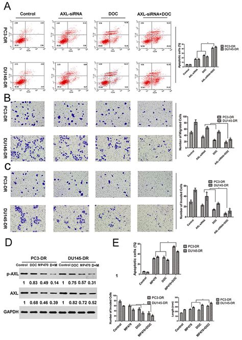 Axl Inhibition Effectively Induces Apoptosis And Reduces The Migration