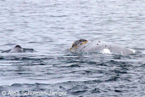 Baby gray whale encountered off Palos Verdes, within one hour of its ...