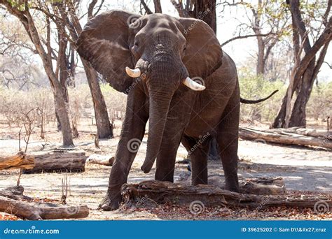 Male Bull Elephant Chobe Np Botswana Africa Stock Photo Image Of