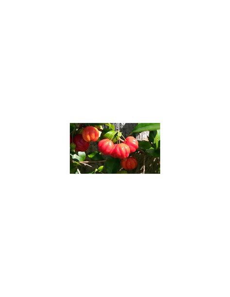 Spicy Pitanga Eugenia Uniflora Cerezo Del Surinam 1 Arbolito En Venta