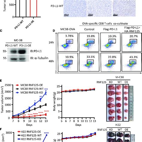 Rnf Induces K Linked Ubiquitination Of Pd L For Degradation A