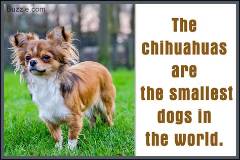 The Good and Not-so-good Traits of Chihuahua Terrier Mix Breeds - DogAppy