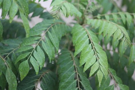 How To Grow Curry Leaves From Seeds At Home Steps And Seed