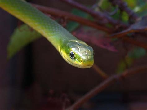 Rough Green Snake Opheodrys Aestivus