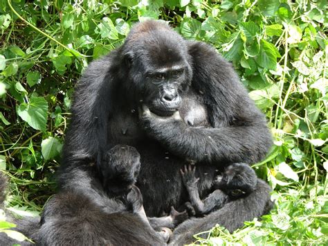 Days Uganda Gorilla Habituation Experience Tour Gorilla Tour