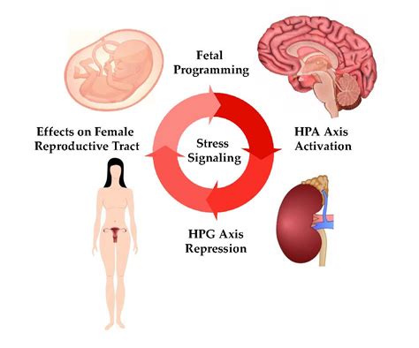 Ijms Free Full Text Stress And The Hpa Axis Balancing Homeostasis