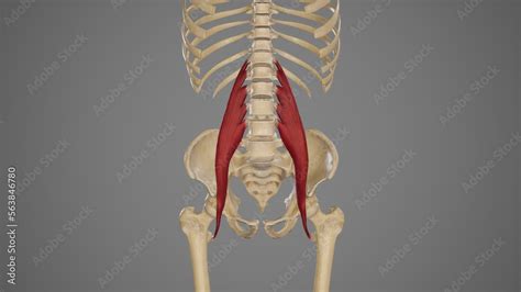 Medical Illustration Of Psoas Major Muscle Stock Illustration Adobe Stock