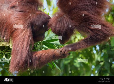 Pair of Bornean Orangutans (Pongo pygmaeus), Singapore Stock Photo - Alamy 