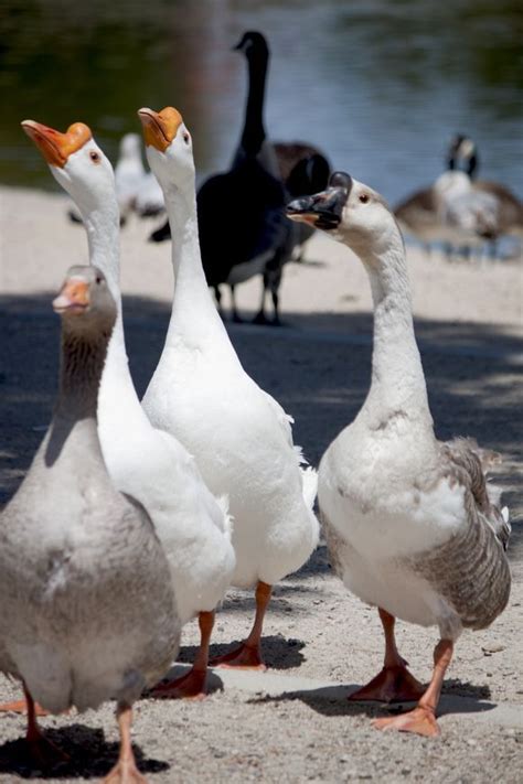 Chinese Goose Photo By Ivete Basso Photography National Geographic