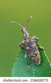 Longhorn Beetle Rhagium Sycophanta Stock Photo Shutterstock