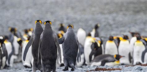 Penguin Paradise And Geological Freak: Why Macquarie Island Deserves A ...