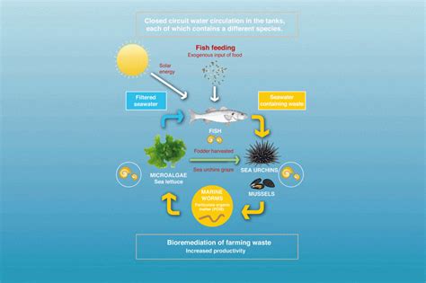 Integrated Multi Trophic Aquaculture Imta Institut Oc Anographique