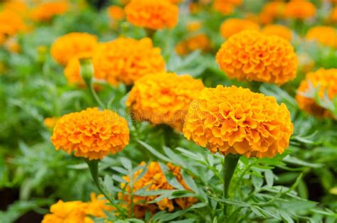 Orange Marigold flowers stock photo. Image of head, decoration - 124459010