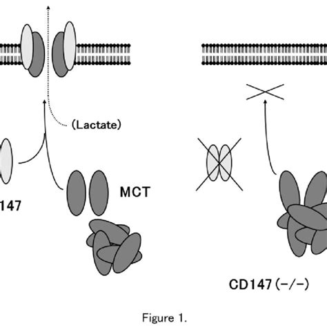 Cd147 Associates With Mct 1 And Mct 4 And Facilitates Their Expression Download Scientific