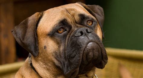 All About Bullmastiff Dogs Breed Information And Care Tips