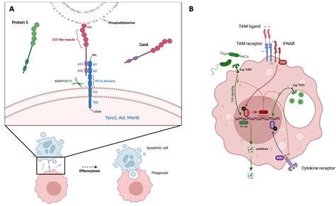 Tam Receptors In The Pathophysiology Of Liver Disease Encyclopedia Mdpi