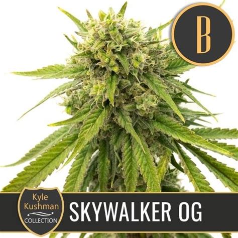 Kyle Kushman S Skywalker OG Cannabis Seeds By BlimBurn Seeds Buy Kyle