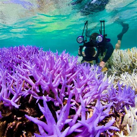 Coral Reef Color Policy Change Awareness Campaign Ocean Life