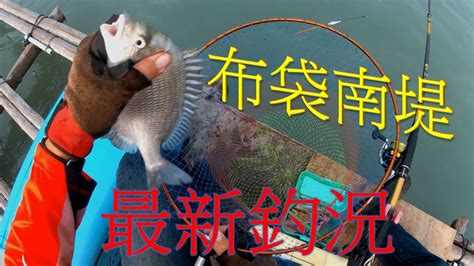 黑熊釣黑鯛格 布袋南堤 最新釣況 新手必看 嘉義布袋南堤蚵棚釣魚牛車輪黑格黑牛鯛魚 打螺釣螺練餌魚訊滿滿長標訊號磯釣