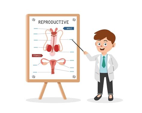 Reproductive System Clipart Cartoon Style Doctor Presenting Human Reproductive System At