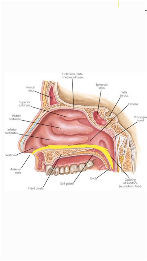 Nare Anatomy - Anatomical Charts & Posters