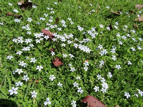 Pratia Pedunculata Pratia Is A Genus Of Flowering Plants I Flickr