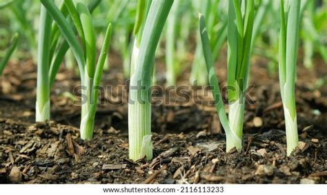 2,365 Scallion Field Images, Stock Photos, 3D objects, & Vectors ...