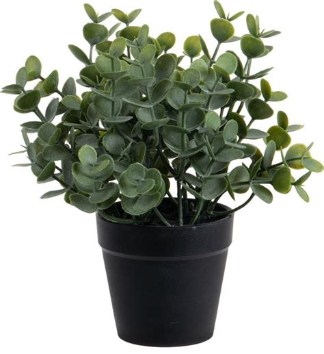 Louis Maes Eucalyptus Kunstplant In Pot Groen H Cm Bol