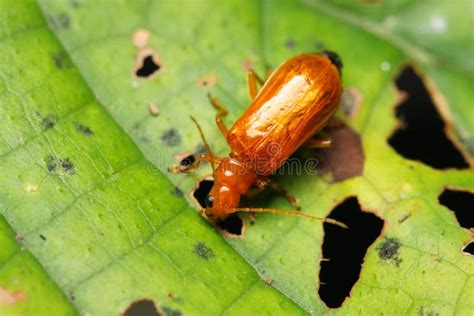 зеленый цвет жука Anomala Albopilosa Стоковое Изображение - изображение ...