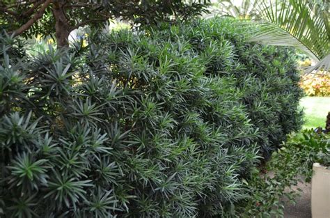 Podocarpus macrophyllus 'Maki' | Chinese Shrub Yew | Shades of Green Inc.