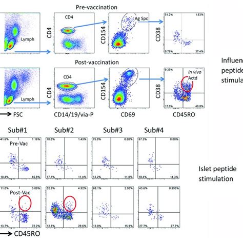 Clonality And Hla Restriction Of Cross Reactive T Cell Clone A V