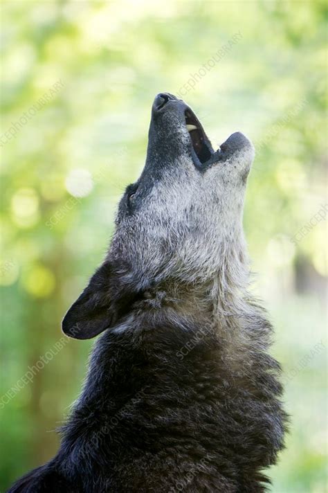 Gray Wolf Howling Stock Image C0137526 Science Photo Library