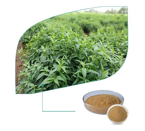 Herba Paniculata Andrographolide Hplc Andrographis Extract Powder