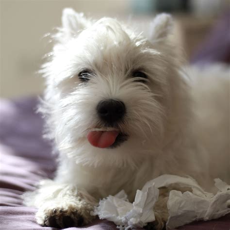 Westie Romy 5 Mois Westie Chiot Puppy Chiot Westie Toutous