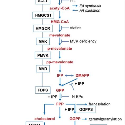 (PDF) Mevalonate metabolism governs cancer immune surveillance