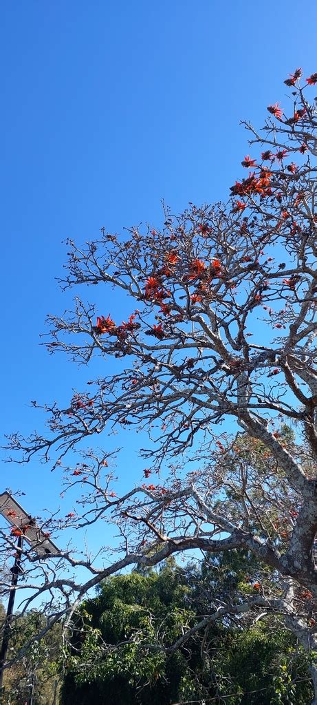 Coral Trees From Sir Samuel Griffith Dr At Mount Coot Tha Mount Coot