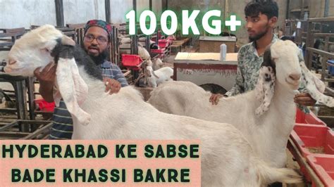 Hyderabad Ke Sabse Bade Bakre In Lake View Goat Farm Hyderabad