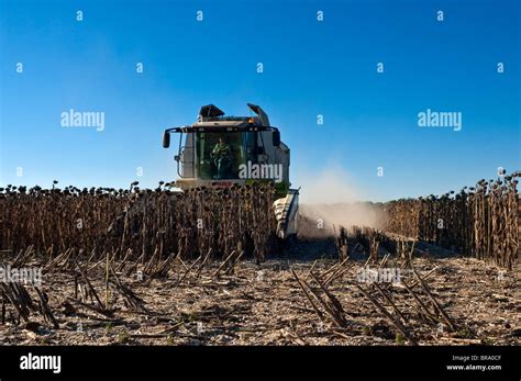 Claas Lexion 540 Combine Harvester Harvesting Sunflower Crop Indre Et Loire France Stock