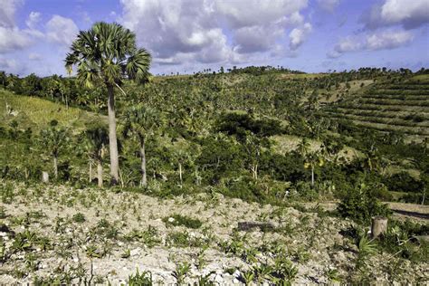 Pa Ses Con Las Mayores Tasas De Deforestaci N Del Mundo