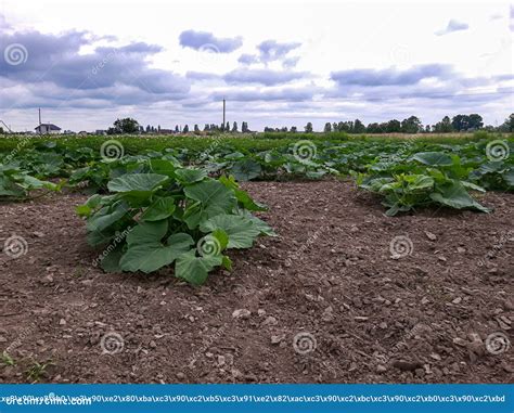 Cultivar Su Propio Cultivo De Calabaza En Una Granja En Campo Abierto