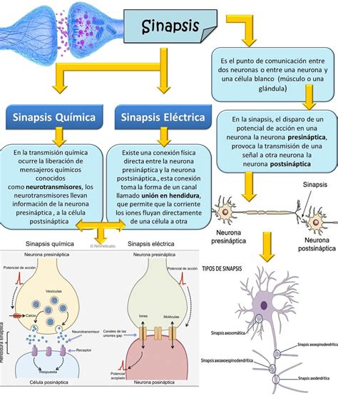 Alejandro Valenzuela Blog De Fisiología Básica Uas Sinapsis