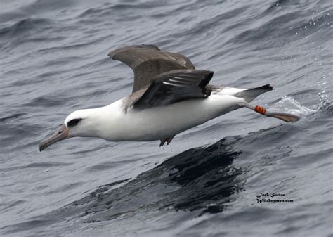 Laysan Albatross