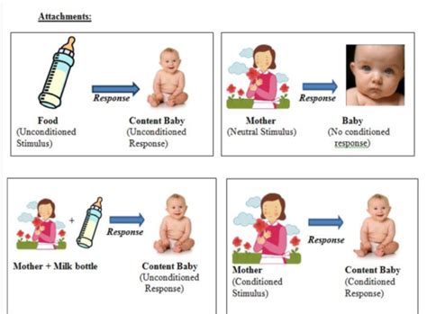 Explanations Of Attachment Flashcards Quizlet