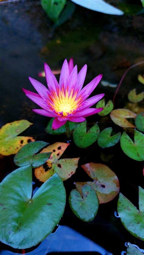 A Beauty Of Water Lily In Itand X27s Lights Stock Photo Image Of Lily