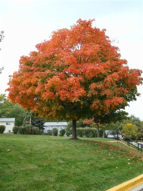 100 best images about Sugar Maple trees on Pinterest | Autumn leaves ...