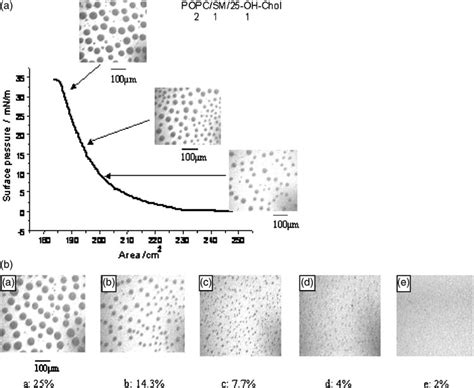 Effects Of Hydroxycholesterol On The Formation Of Microdomains A