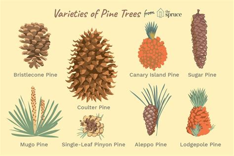 40 Types Of Pine Trees You Can Actually Grow